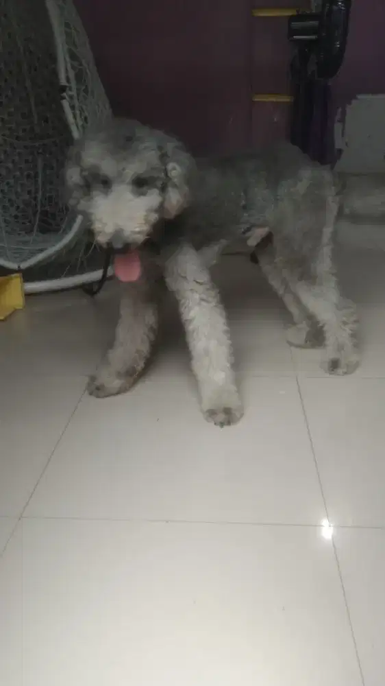 poodle giant / podel besar