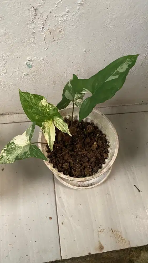 Tanaman hias Syngonium podophyllum