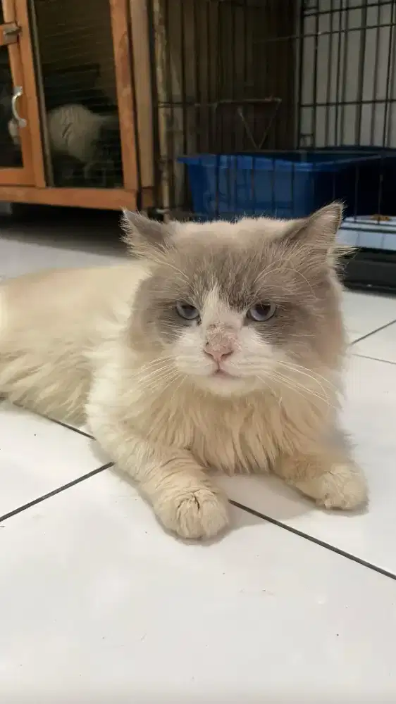 RAGDOLL JANTAN BIRAHI