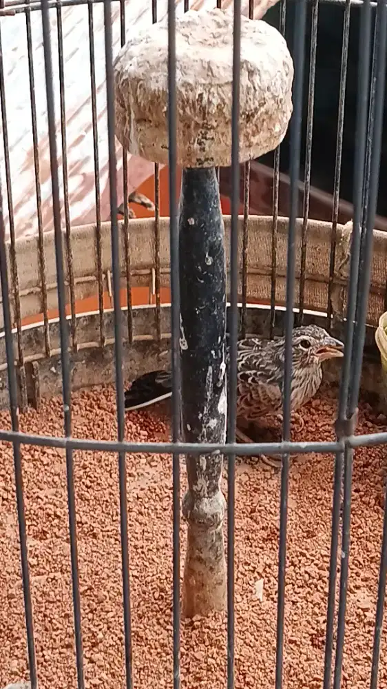 Burung branjangan parva fullset