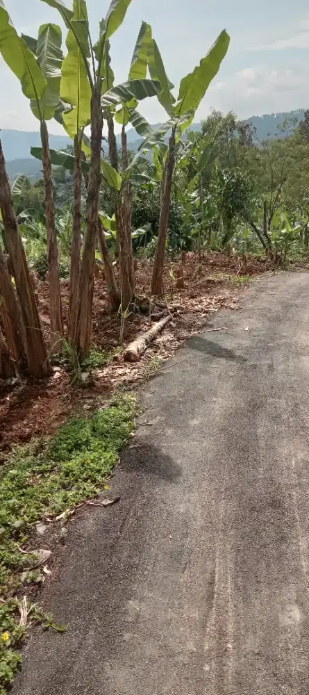 Lahan tanah kebun pisang daun.