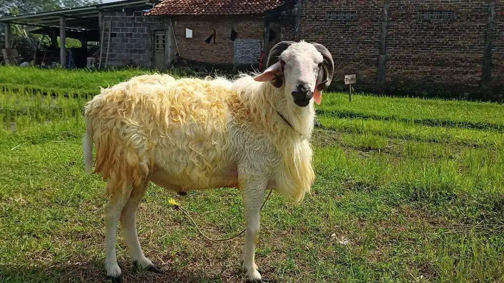 Kambing  Qurban