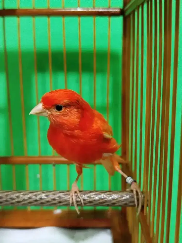 Kenari merlok gacor siang malam