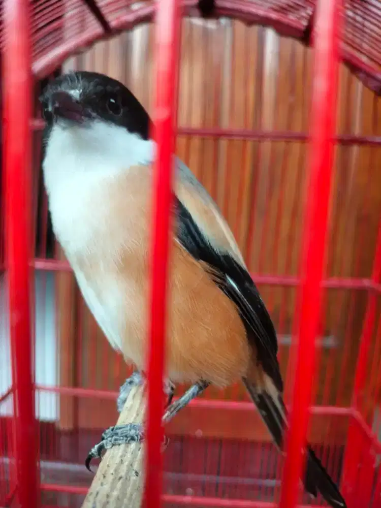 Di jual burung cendet gacor sudah nyesekk
