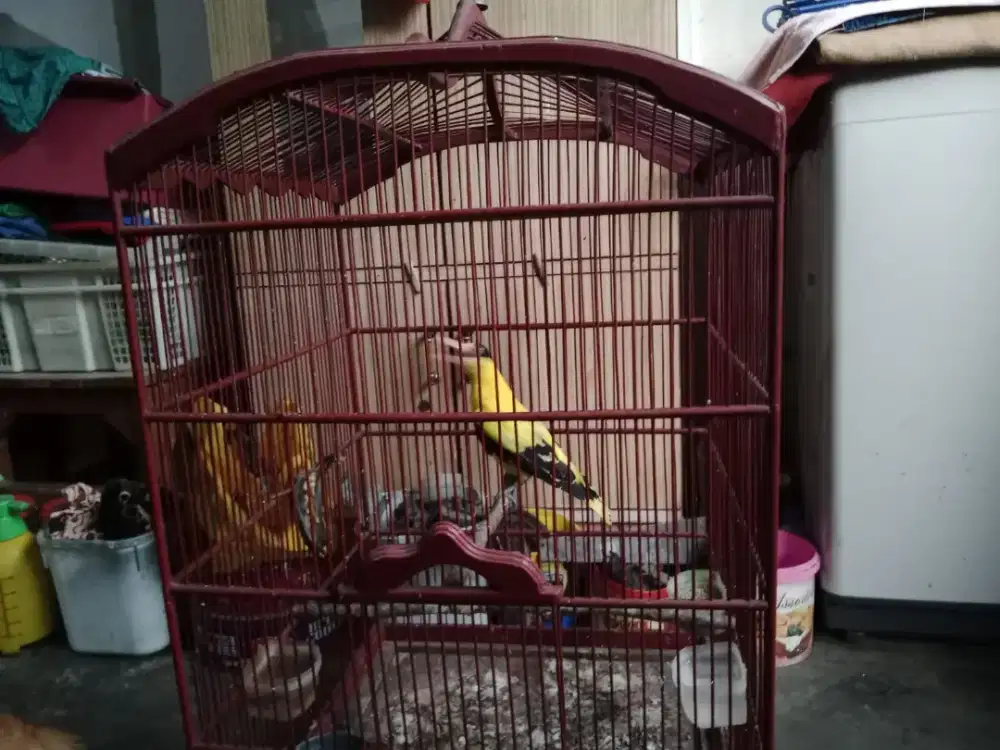 Dijual Burung Podang Emas