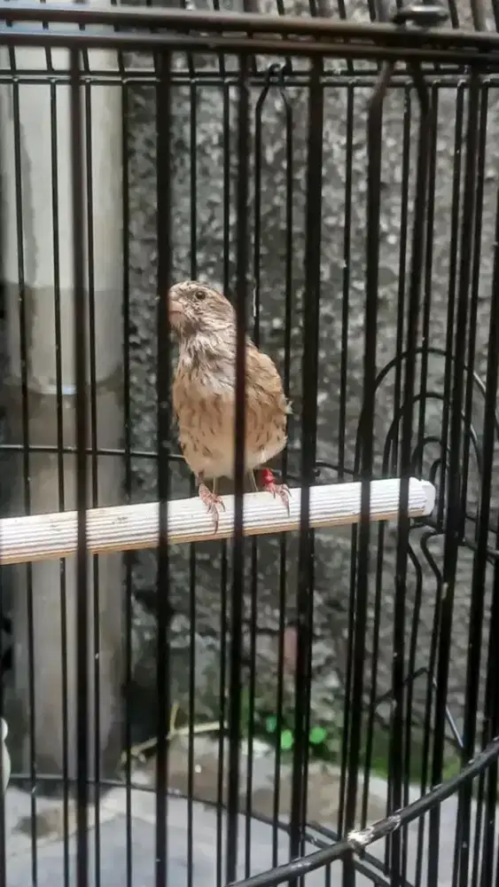 Paud blackthroat jantan rajin