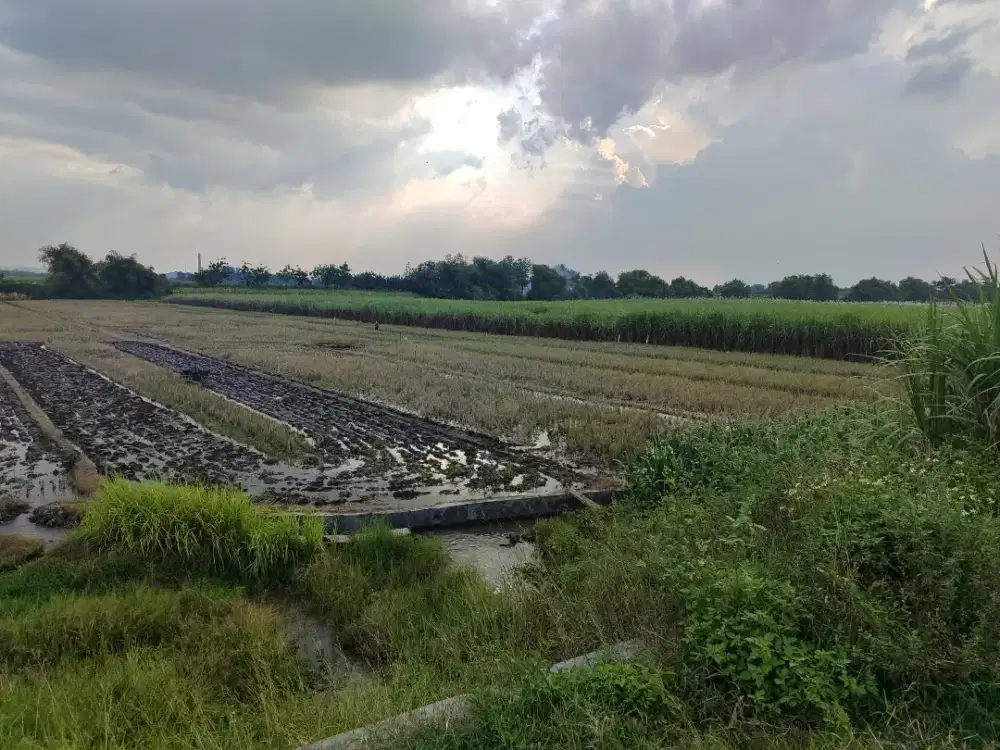 Tanah Sawah Gogol Luas 5000m2