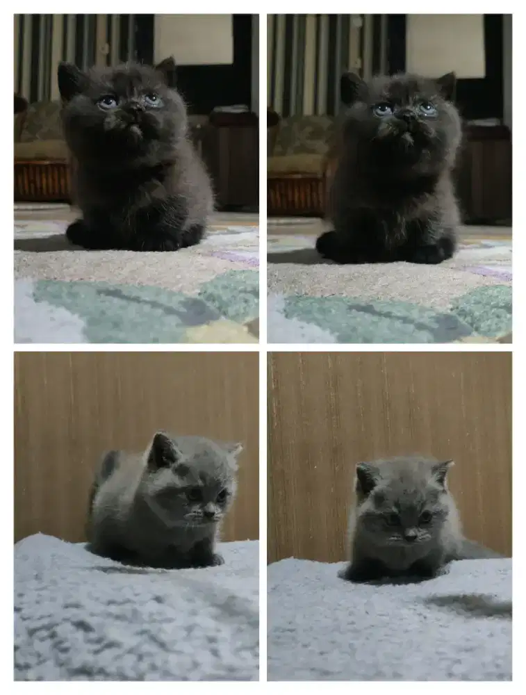 BSH Munchkin Line Import