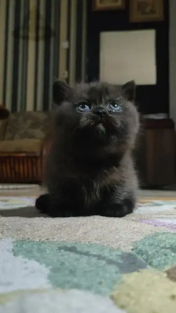 BSH Munchkin Line Import