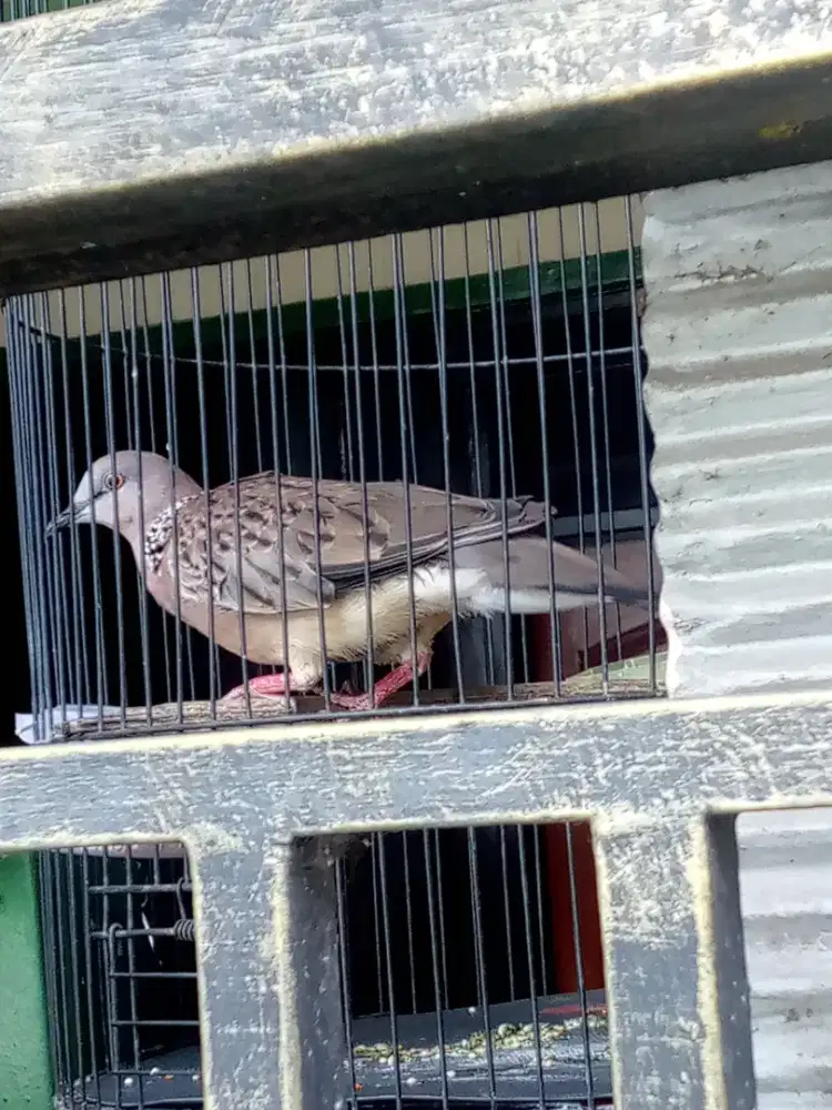 burung tekukur plus kandang besi