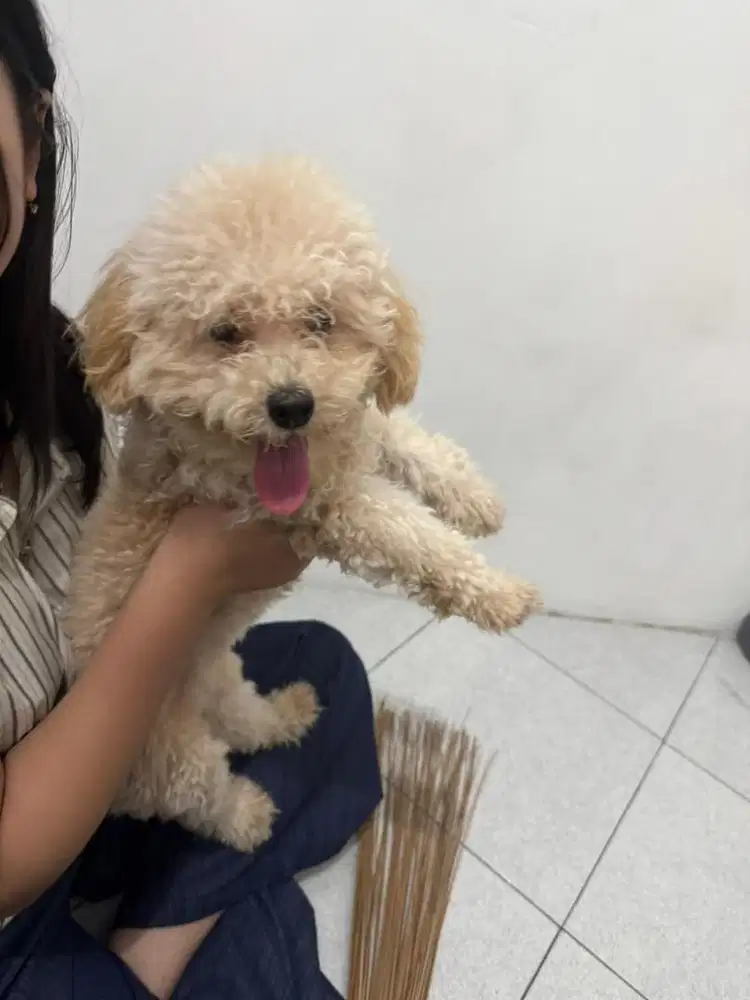 Toy poodle betina appricot usia 6 bulan