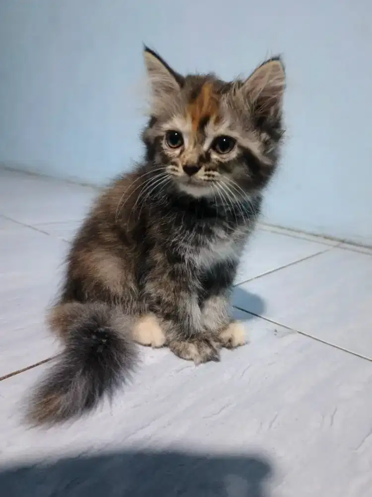 Kucing persia kitten