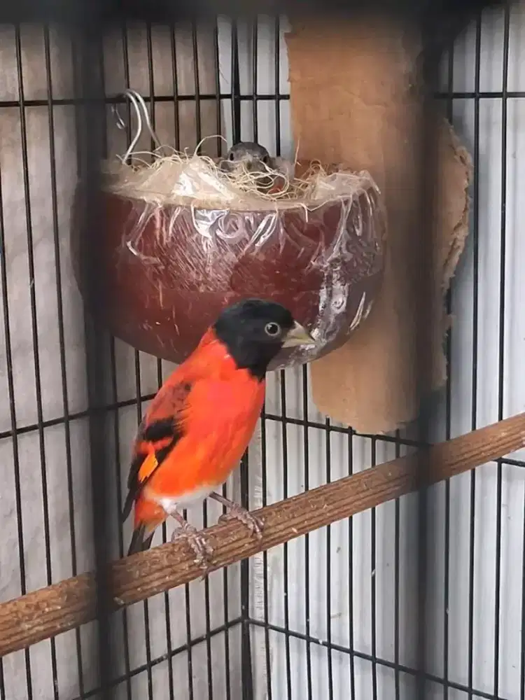 Sepasang redsiskin clasik mulus