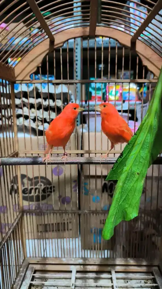 Sepasang kenari merlok mulus siap produksi