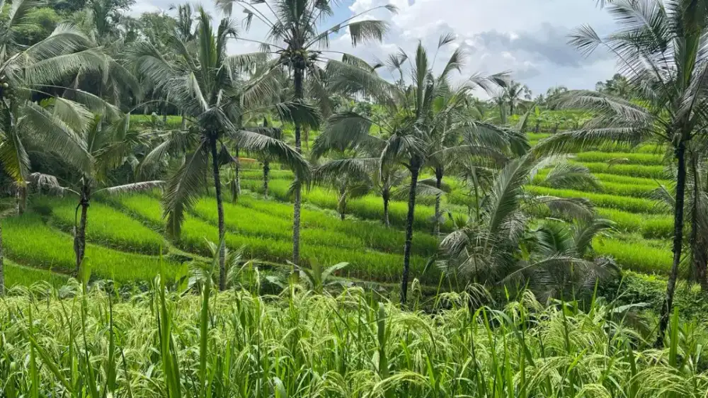 Dijual Tanah View Sawah Terasering Dan Gunung Di Daerah Kawasan Wisata