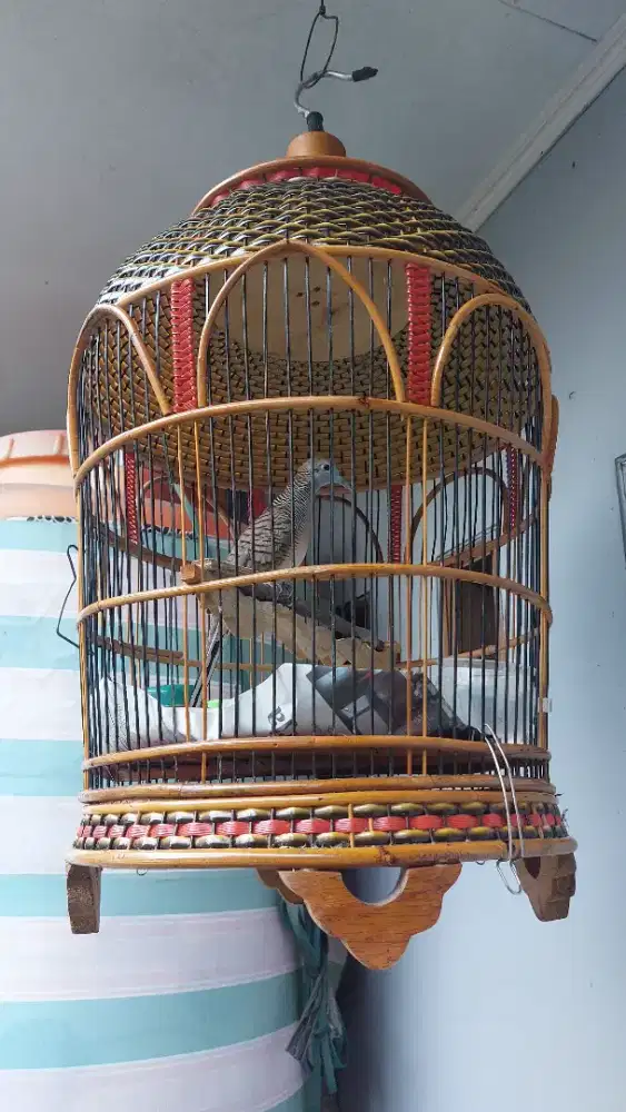 Burung Perkutut Lokal Manggung