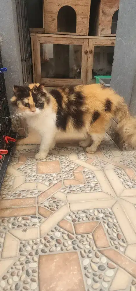 Kucing cantik baik dan lucu