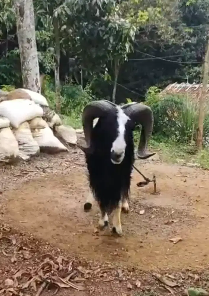 Domba Qurban Jumbo Kelas Sultan Si Badara