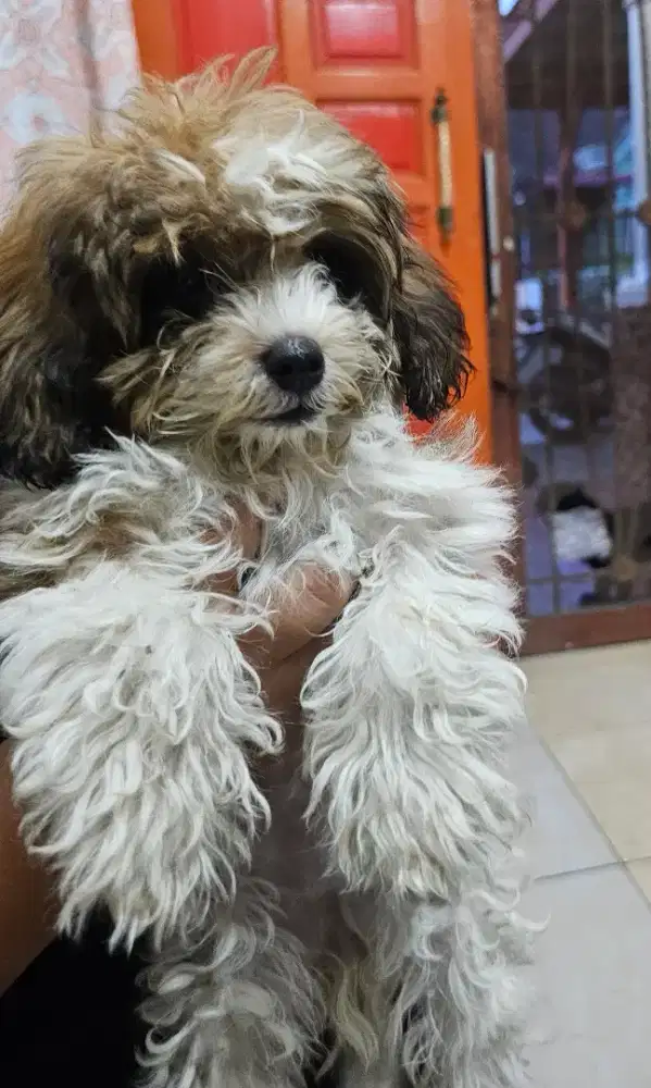 ANJING SHIH TZU BETINA 3 bulan