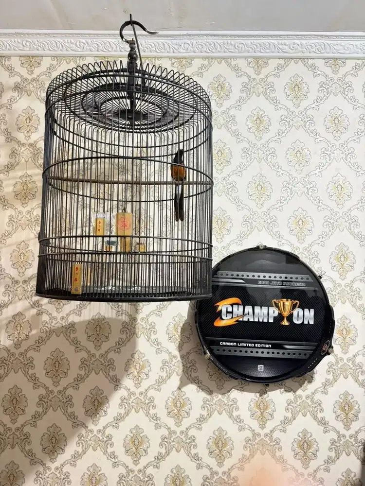 murai batu mainan siap gantang