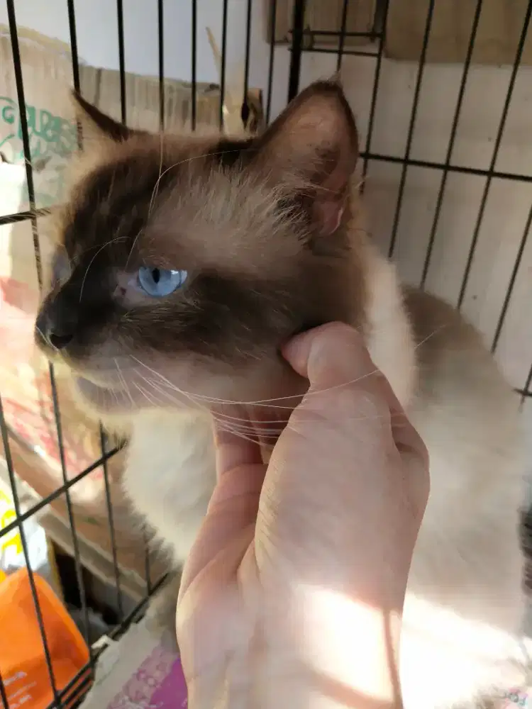 JANTAN PERSIA HIMALAYA MEDIUM HAIR