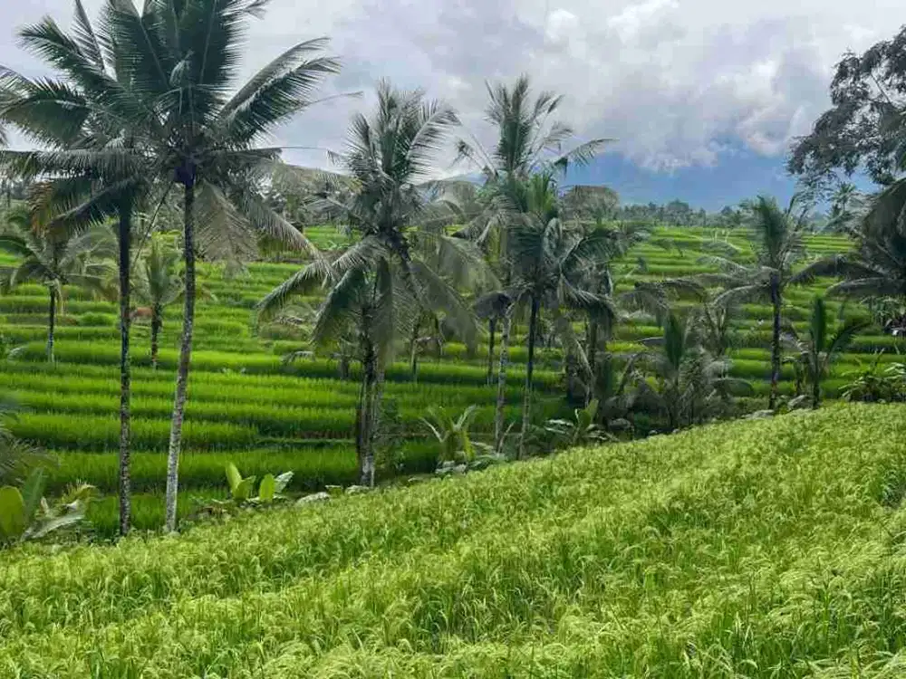 Dijual Tanah View Sawah Terasering Dan Gunung Daerah Wisata Yg Baru Berkembang