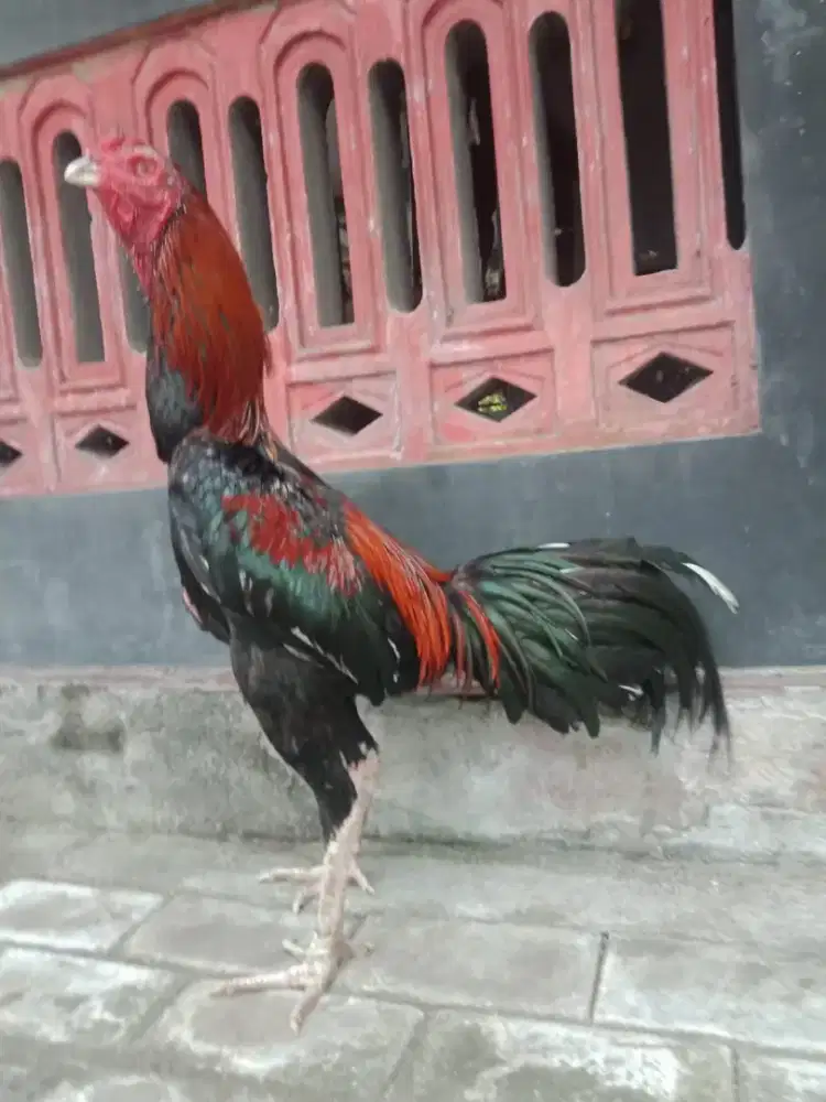 Ayam Bangkok Pakhoy