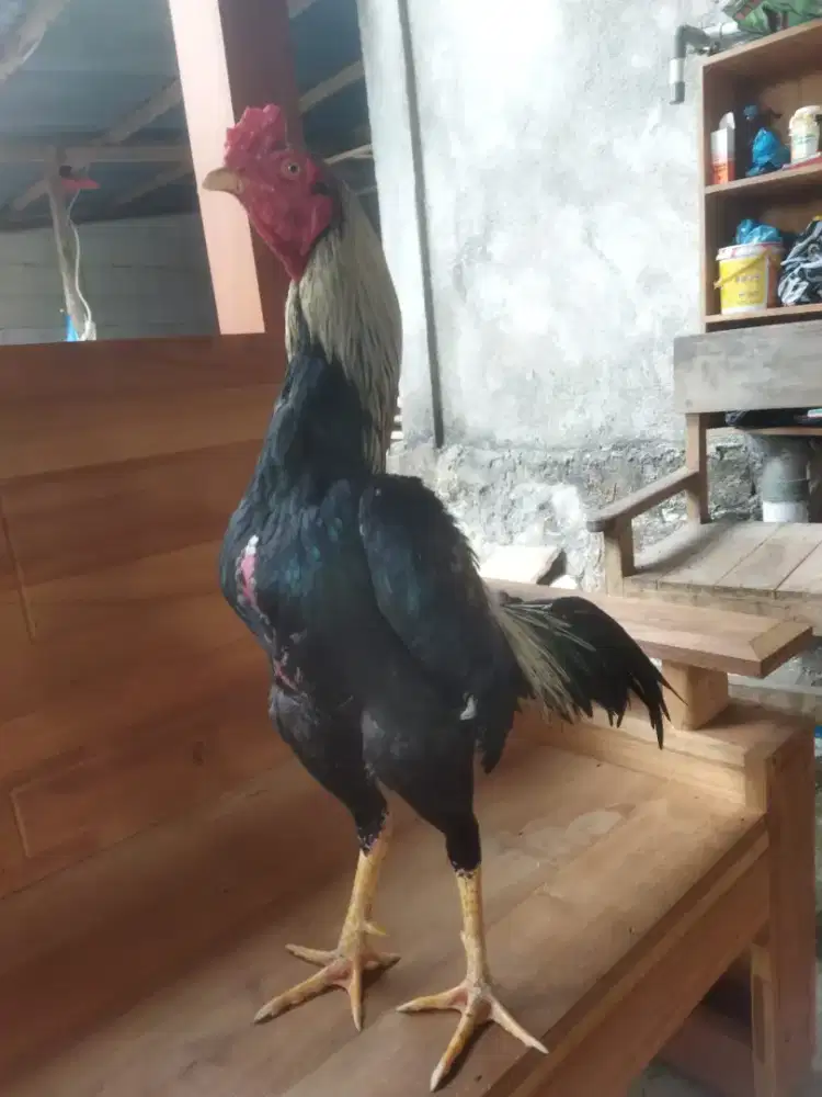 Ayam Bangkom Selatan