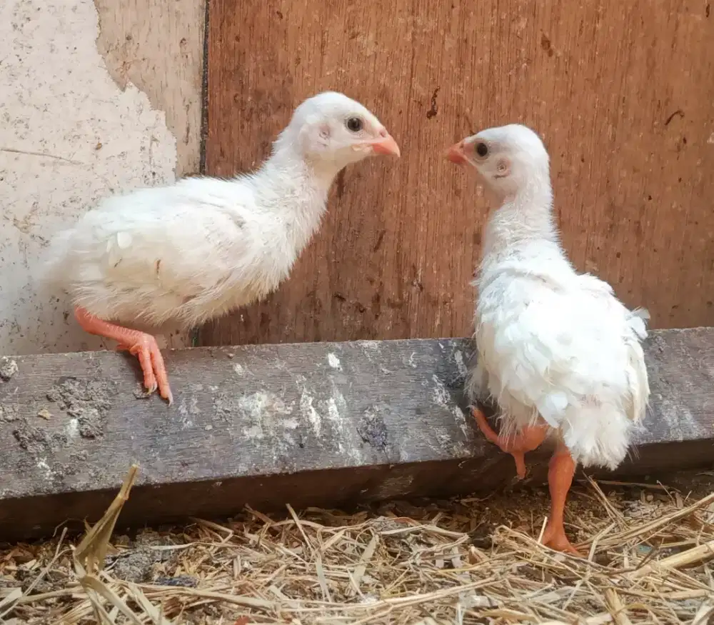 AYAM MUTIARA 4 EKOR