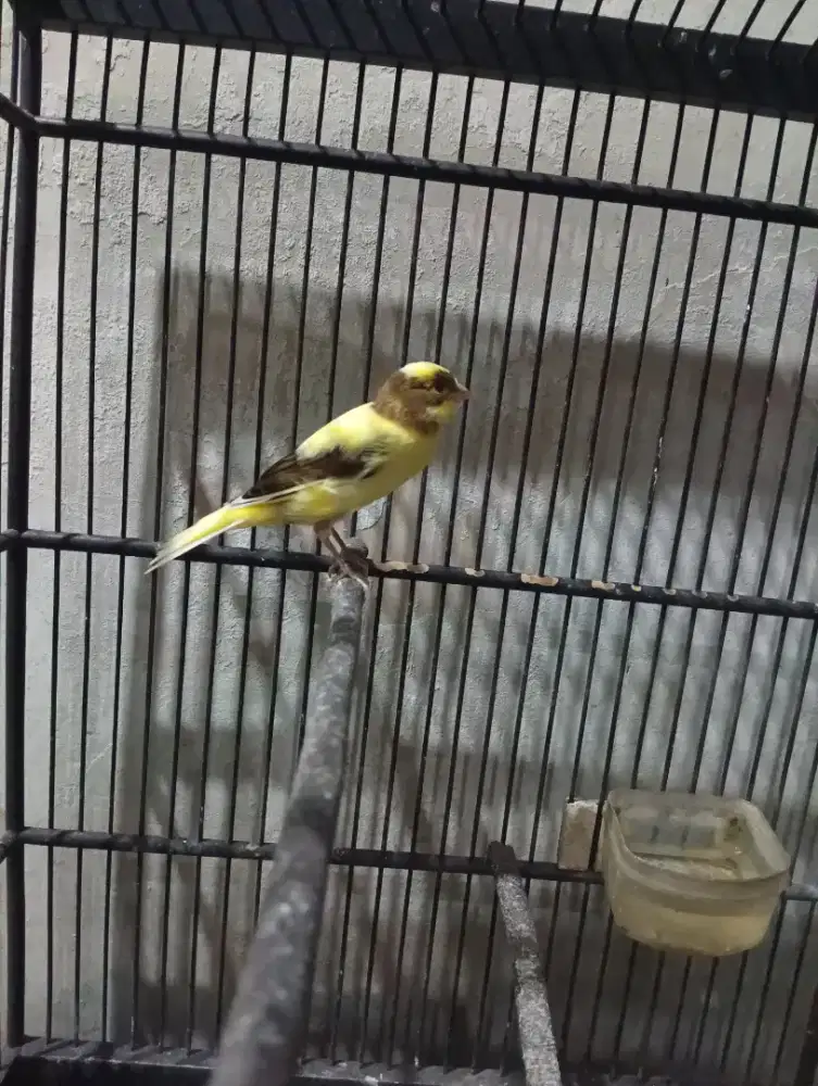 Paud burung kenari warna cerah