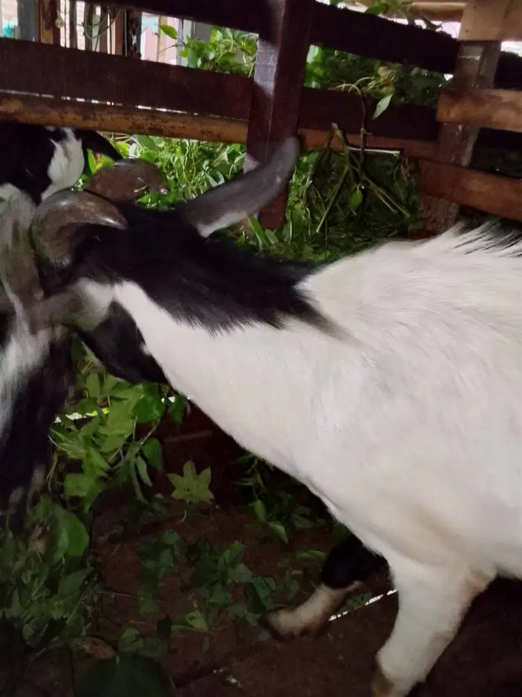 Kambing kurban akikah siap antar