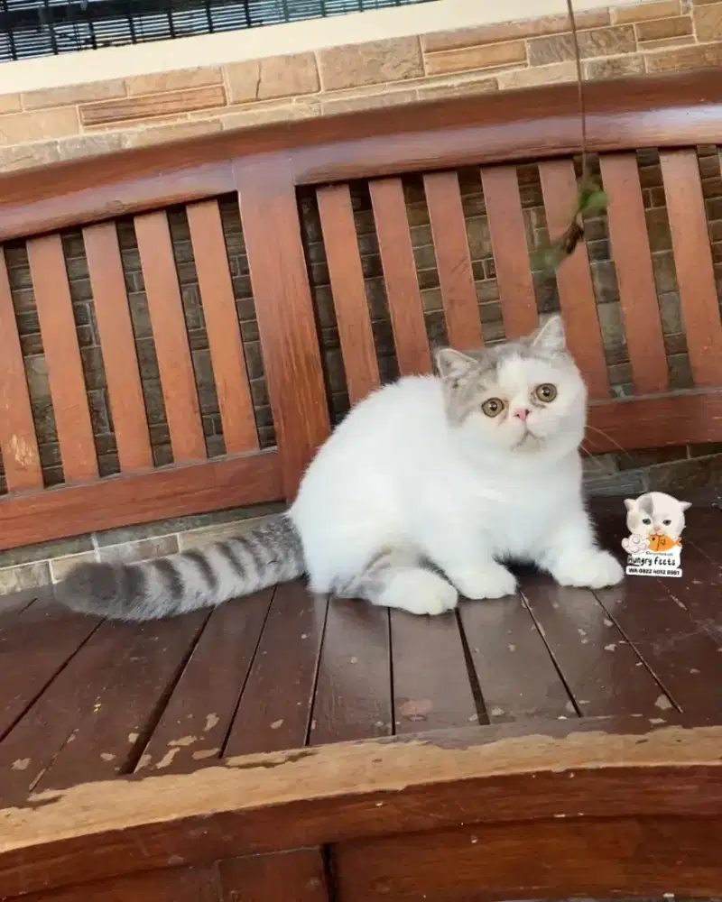 KUCING MUNCHKIN (CEBOL) BETINA