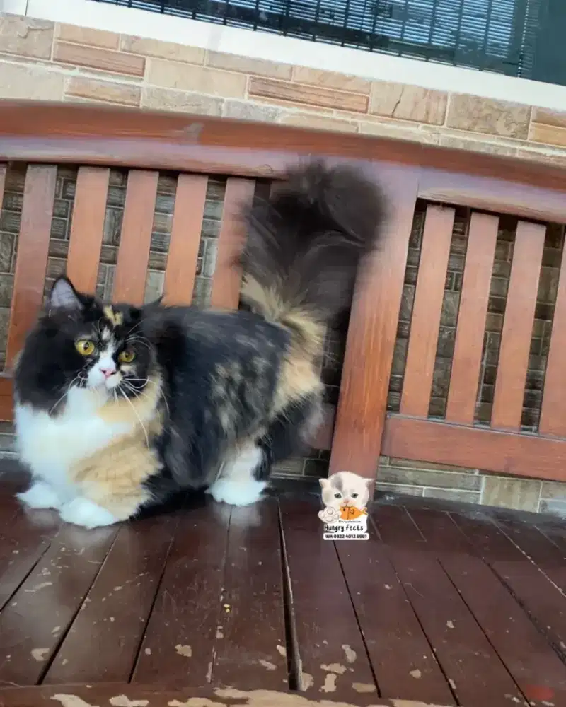 KUCING MUNCKIN BETINA CEBOL (kaki super pendek)