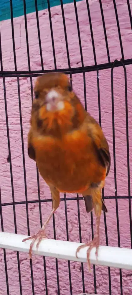 BURUNG KENARI GACOR NYERANG PINTAR RASA SUREN