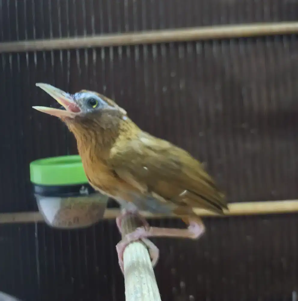 Wambi Betina Rawatan