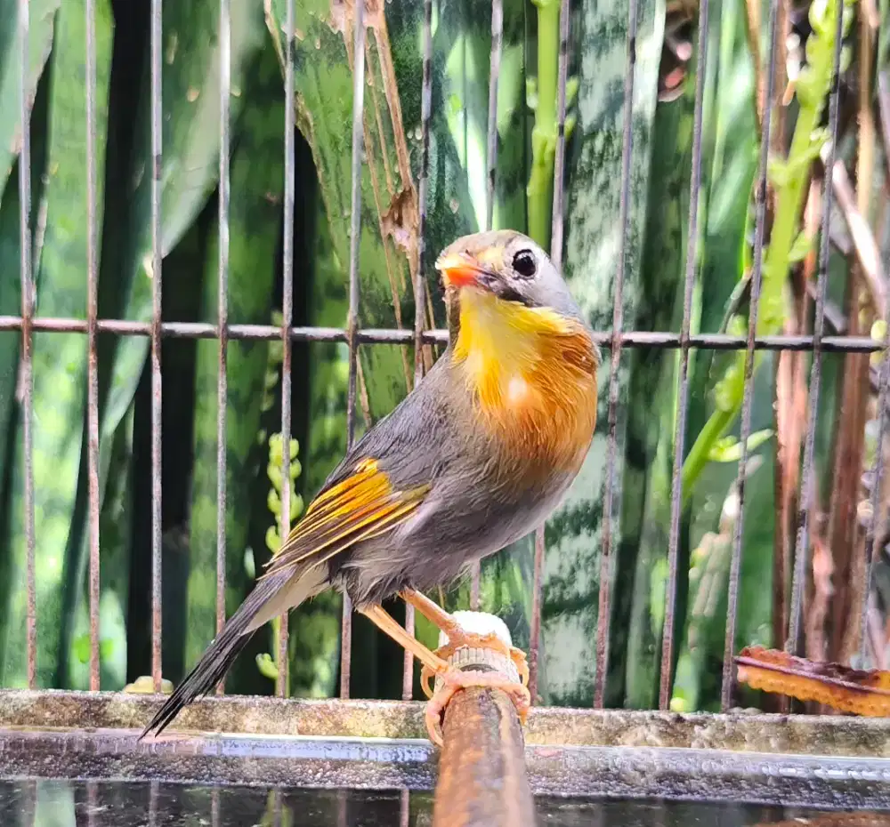 Burung Pekin Robin jantan mapan