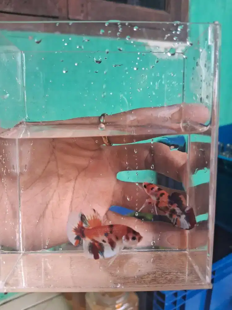 Ikan Cupang All jenis ambil semuanya 80rb