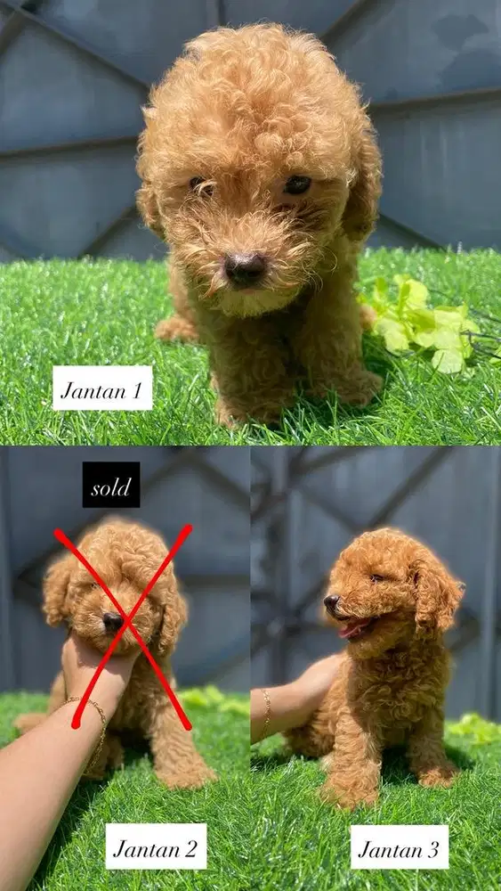 Poodle Jantan red & aprikot