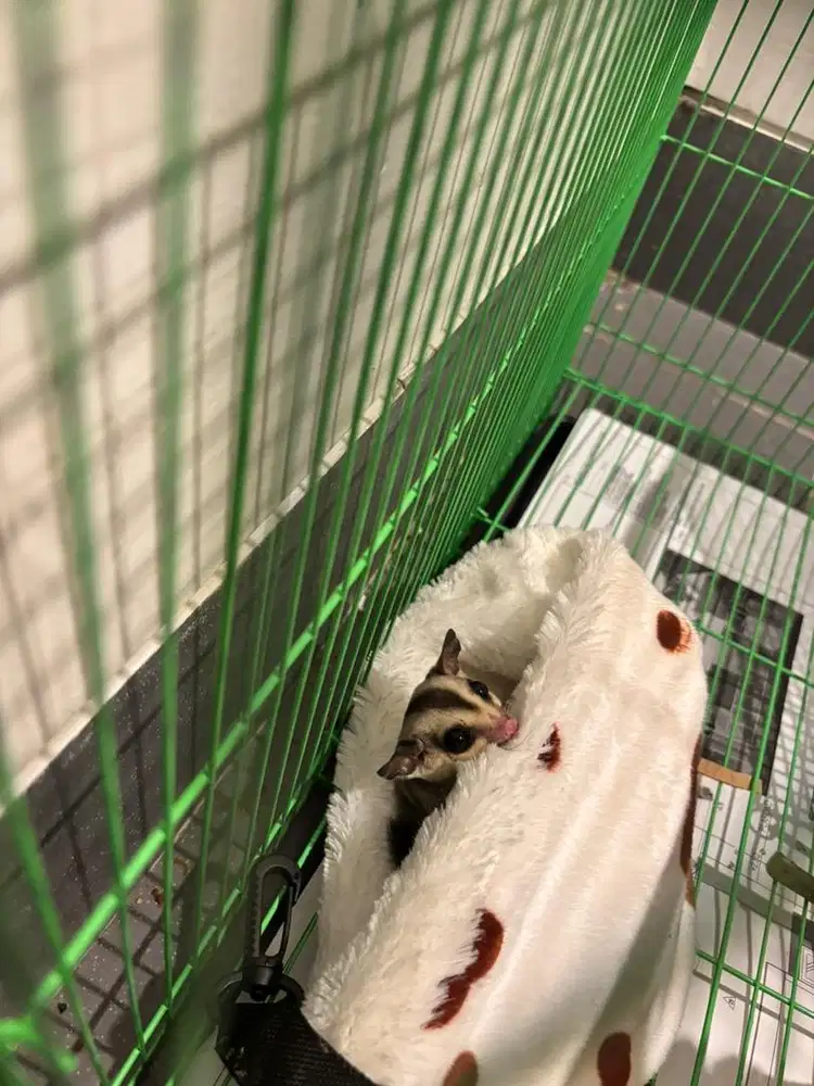 [DIJUAL] SUGAR GLIDER