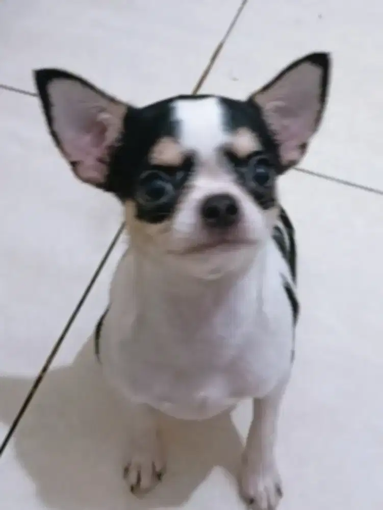 Jual chihuahua Betina
