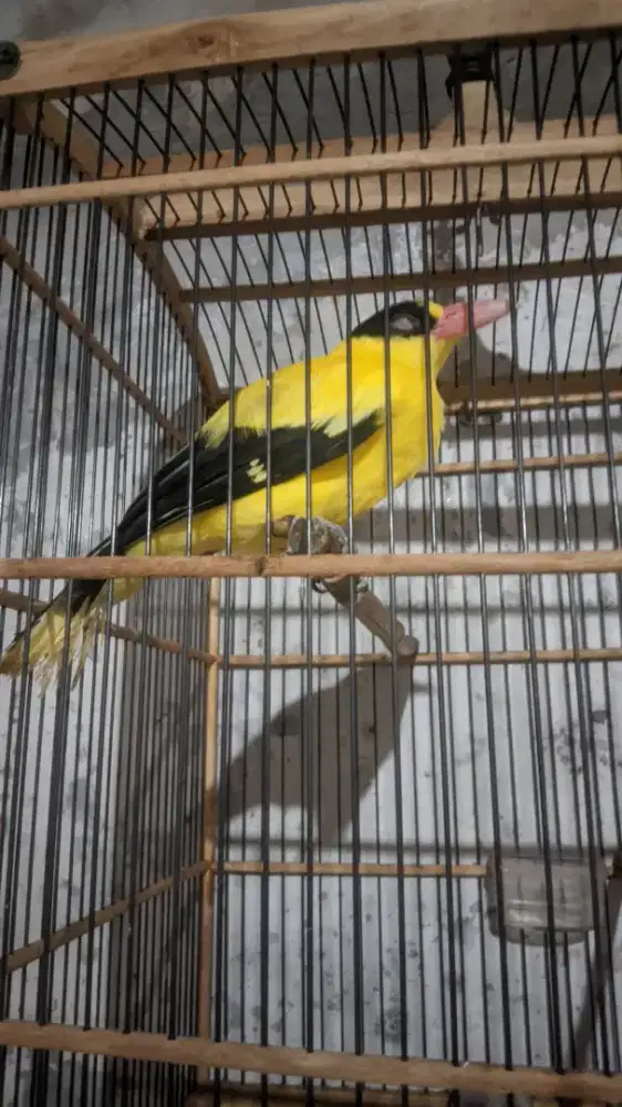 Kepodang Sumbawa sepasang