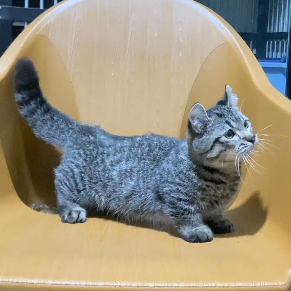 Kucing Munchkin Kinkalow