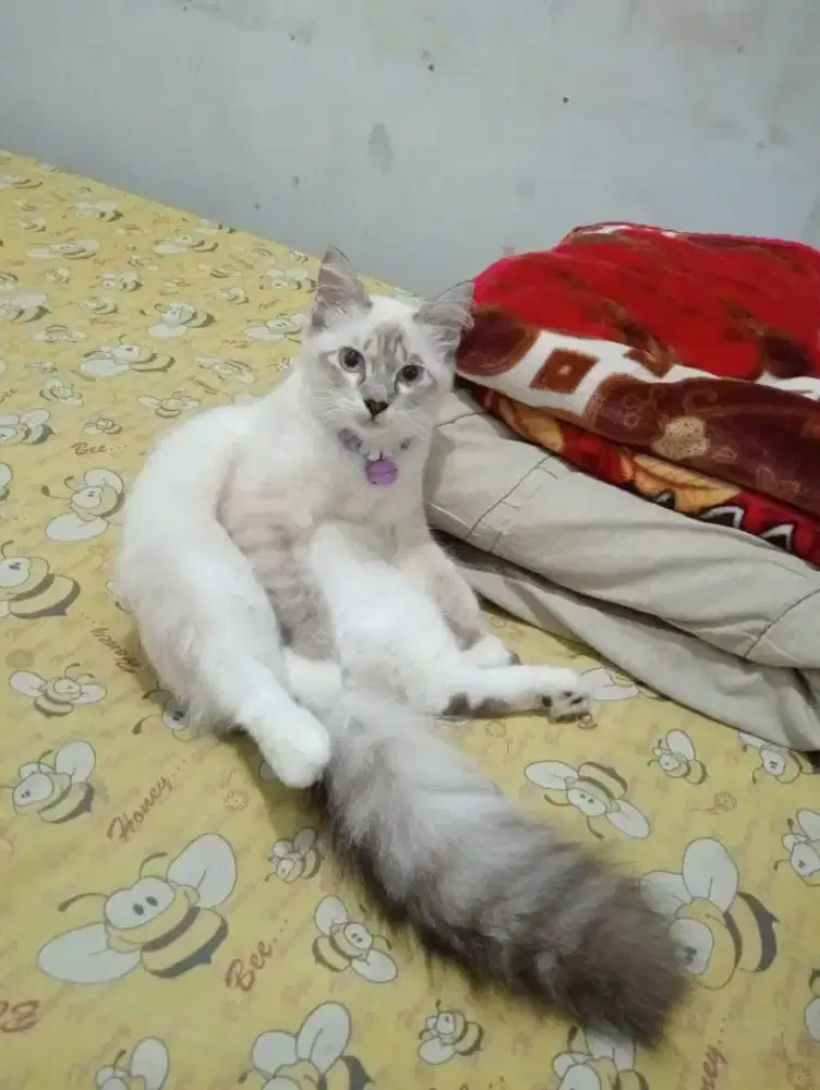 kucing persia mix himalaya