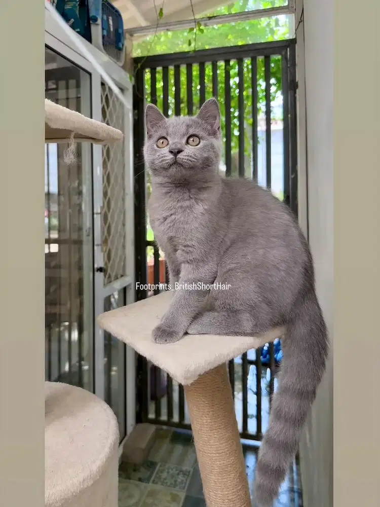 Kitten BSH Kucing British Short Hair