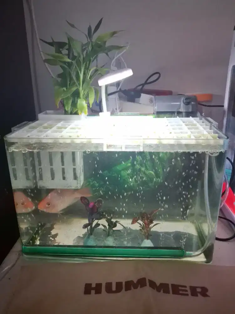 2 tank Aquarium dengan 
Ukuran besar dan kecil 
Lengkap dengan 2 ikan