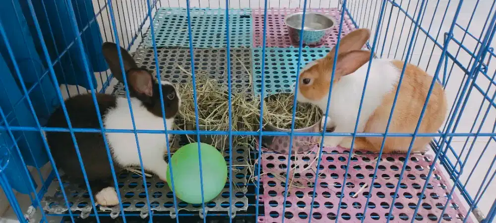 Kandang Kucing, Kelinci, dll bertingkat mewah Kondisi Baru Beli