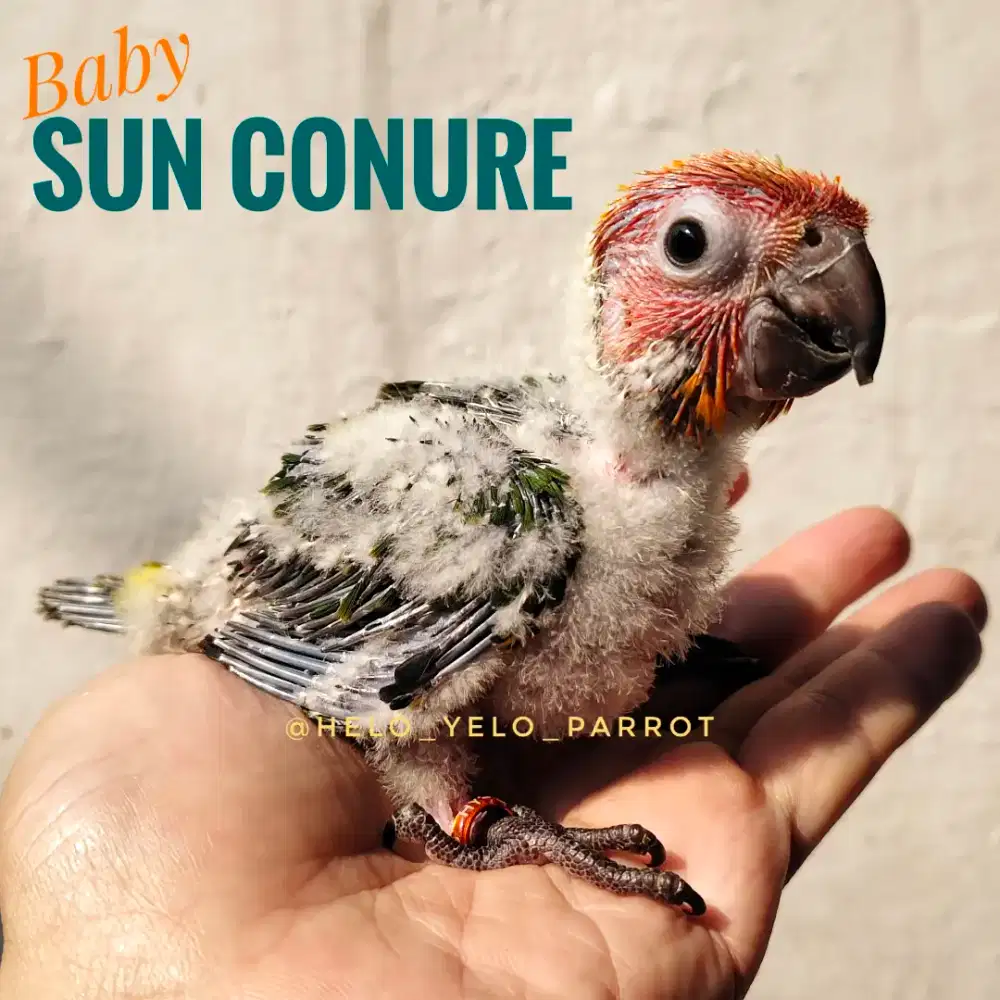 Baby Sun Conure / sunconure Lolohan