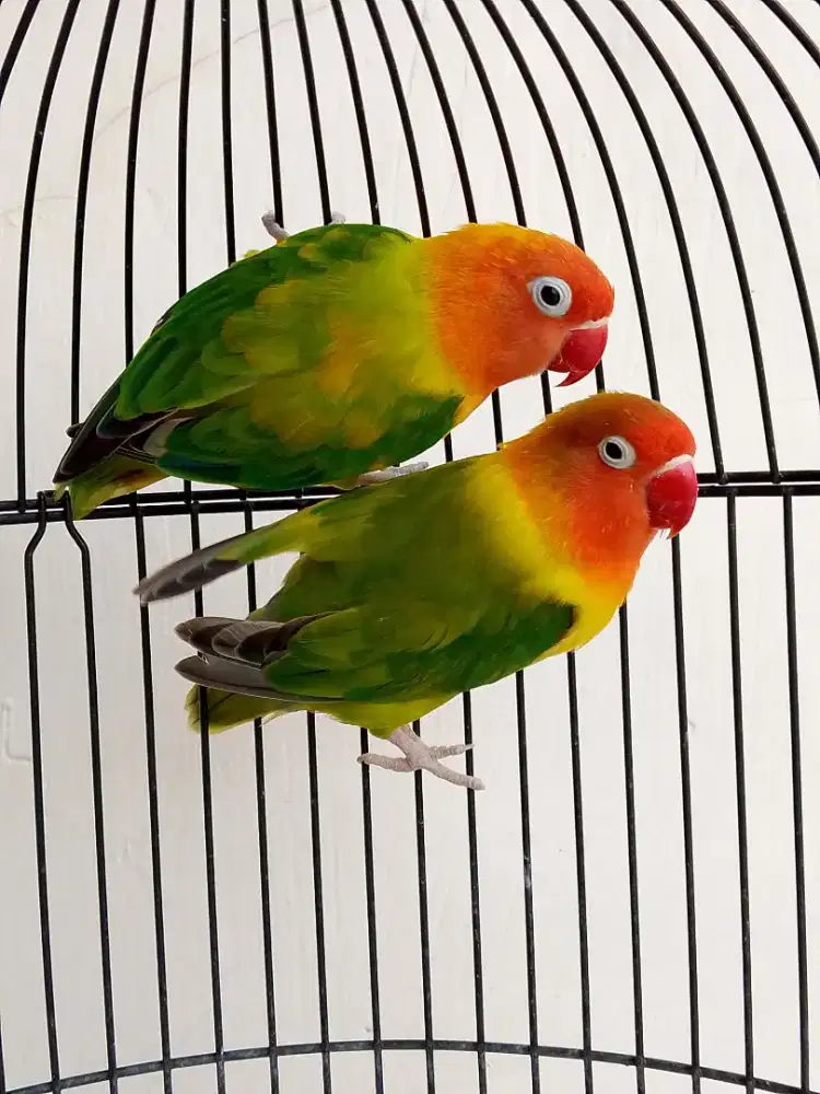 Burung lovebird sepasang jodohan baru blorok ajibbb