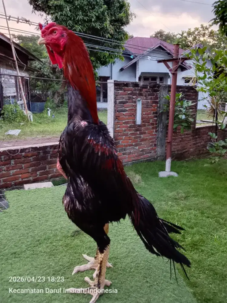 Jual ayam ekor lidi