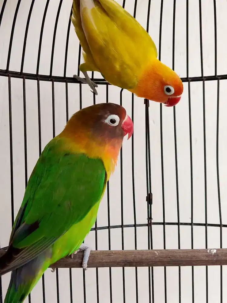 Burung lovebird sepasang jodohan mewah